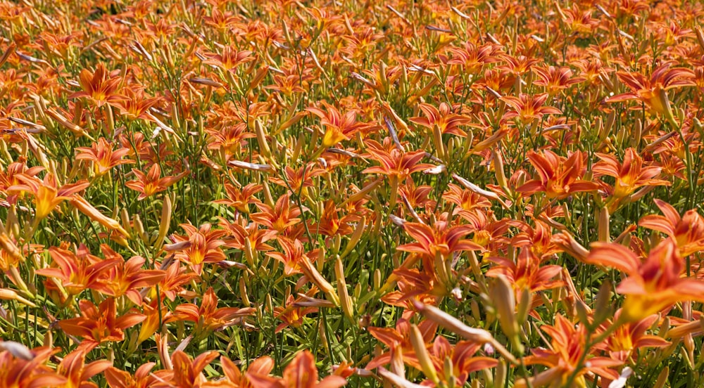 red flowers