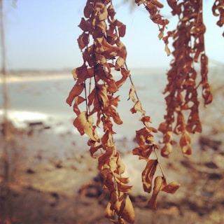 Close-up of fresh gambier leaves drying under the sun in West Sumatra.