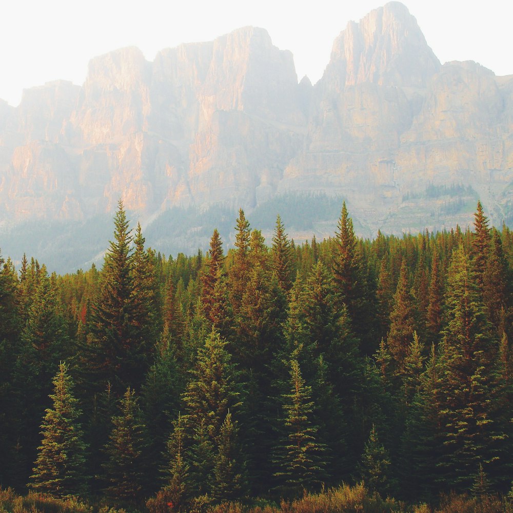 landscape photography of trees during daytime