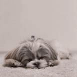white and gray dog