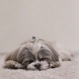 white and gray dog
