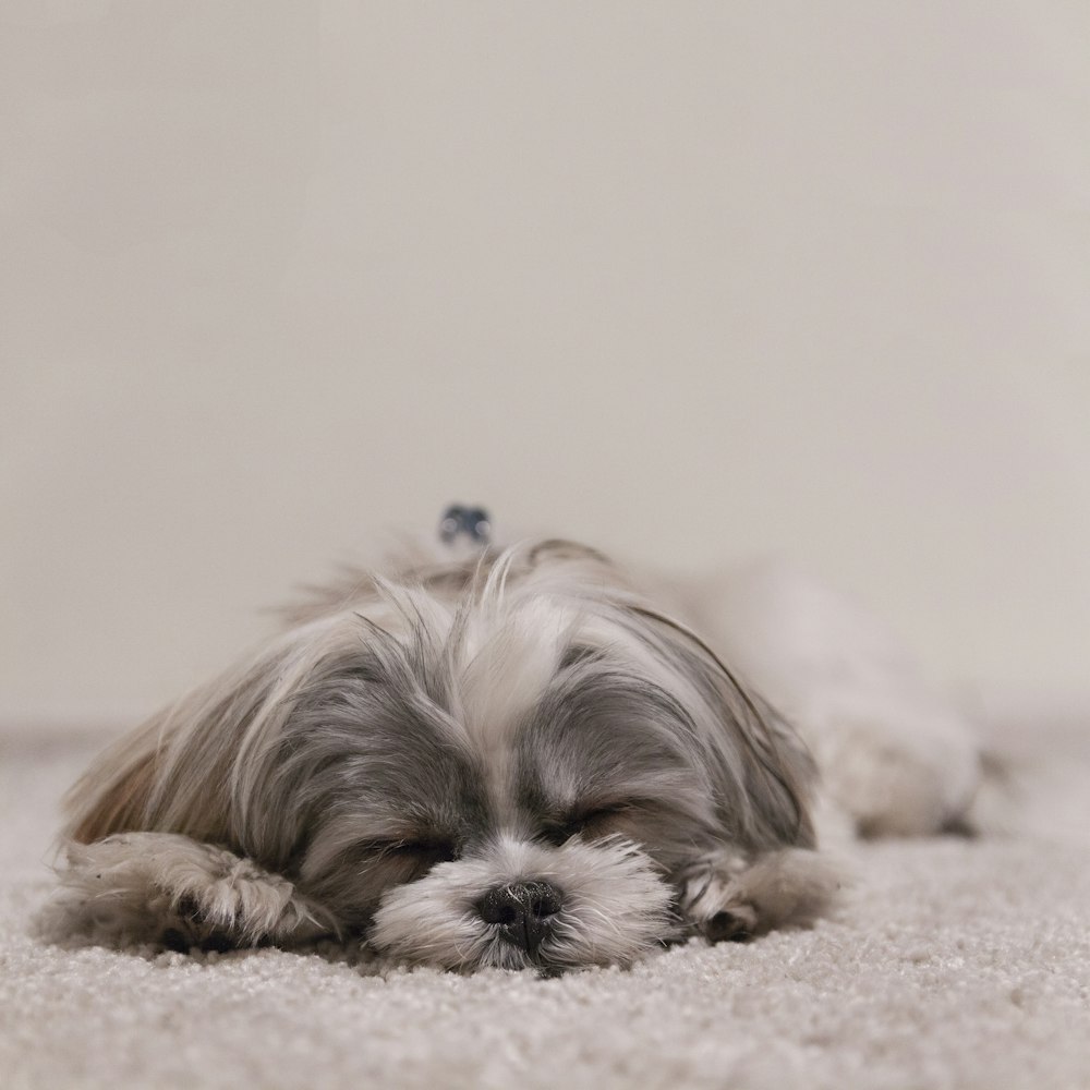 cão branco e cinza