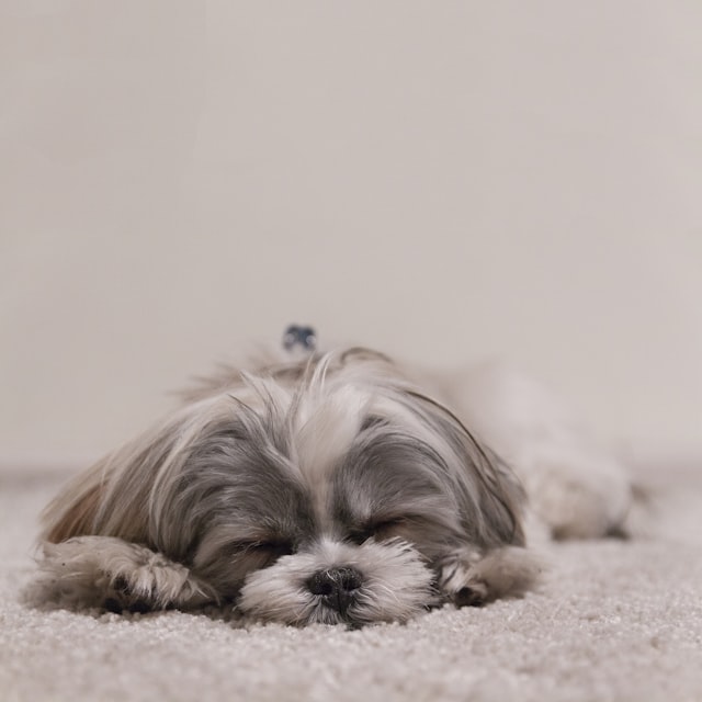 Dog looking alert at home