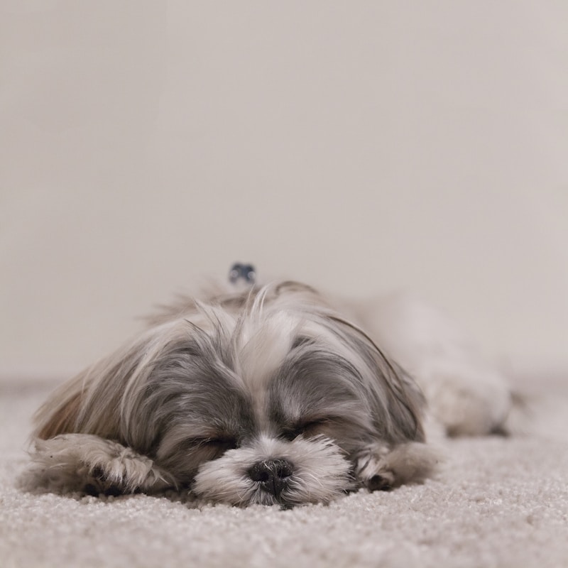 Happy pet 8
