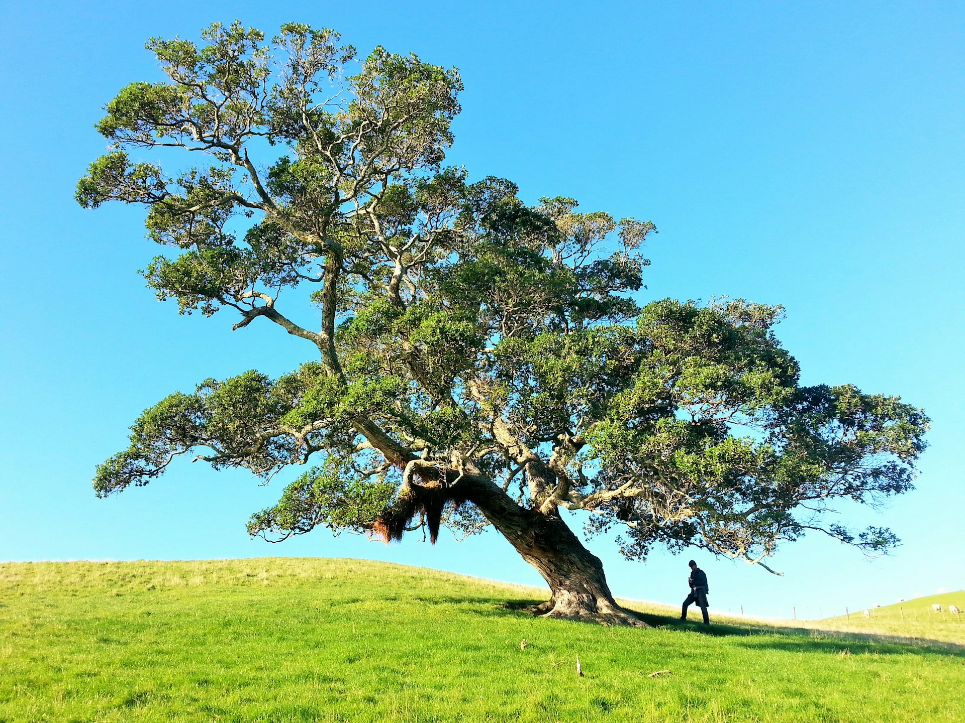 man under tree during daytime