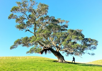 man under tree during daytime