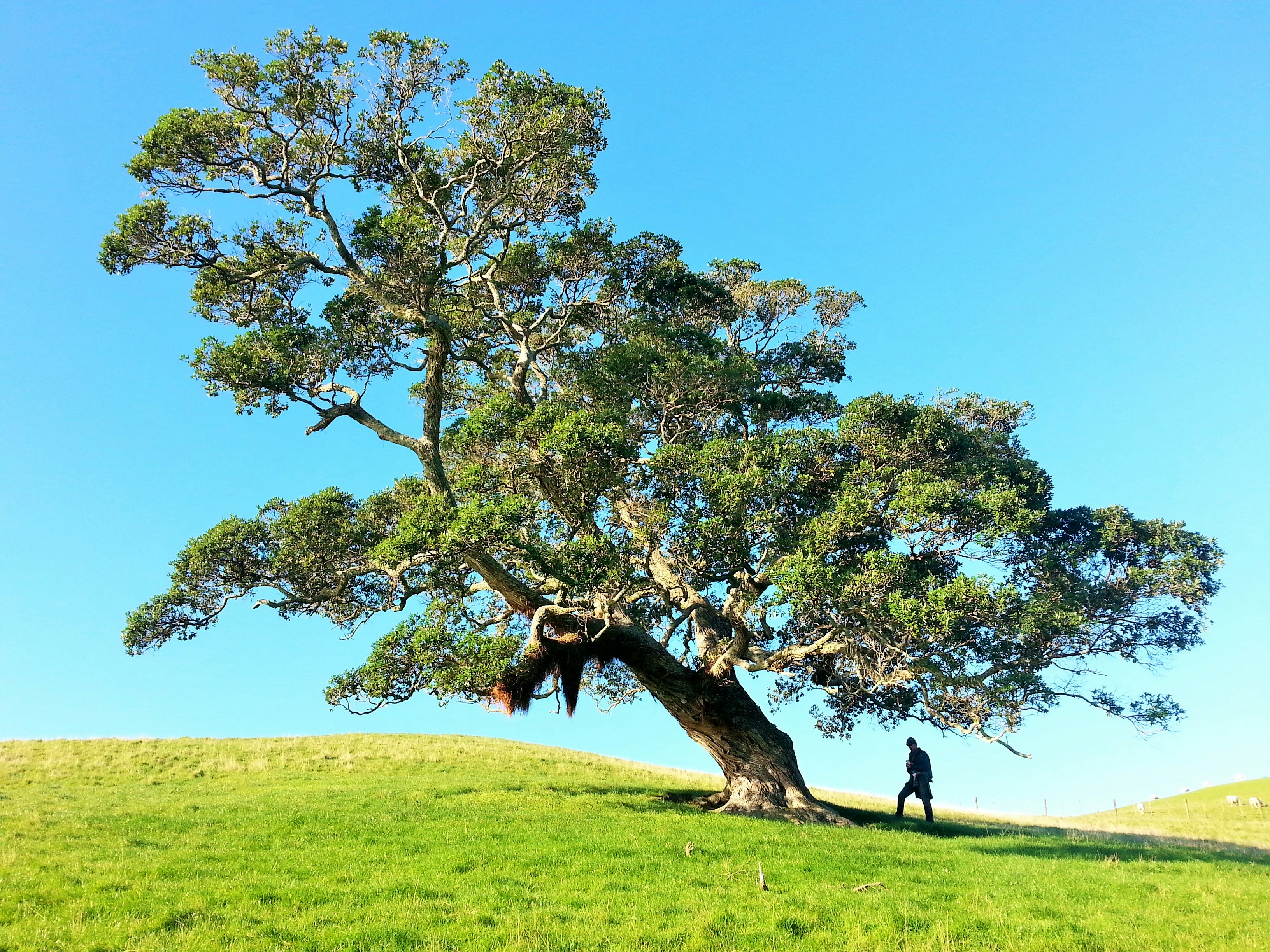 Choose from a curated selection of tree photos. Always free on Unsplash.