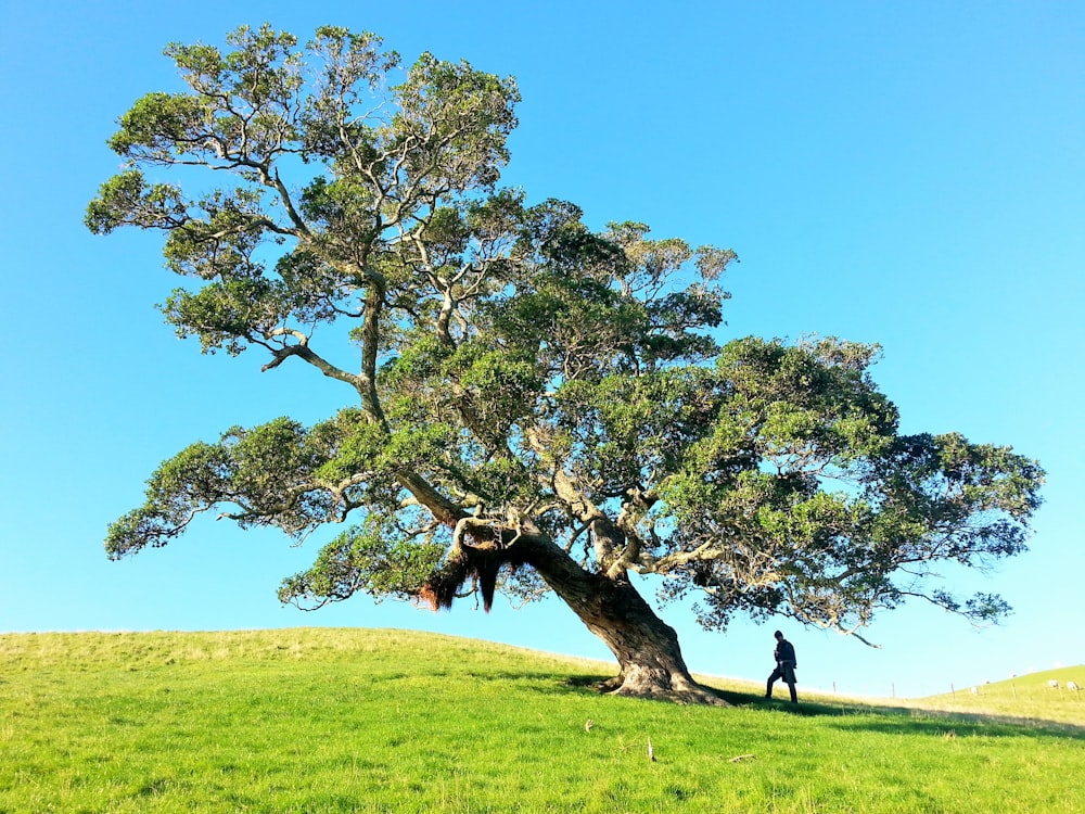 homme sous l’arbre pendant la journée