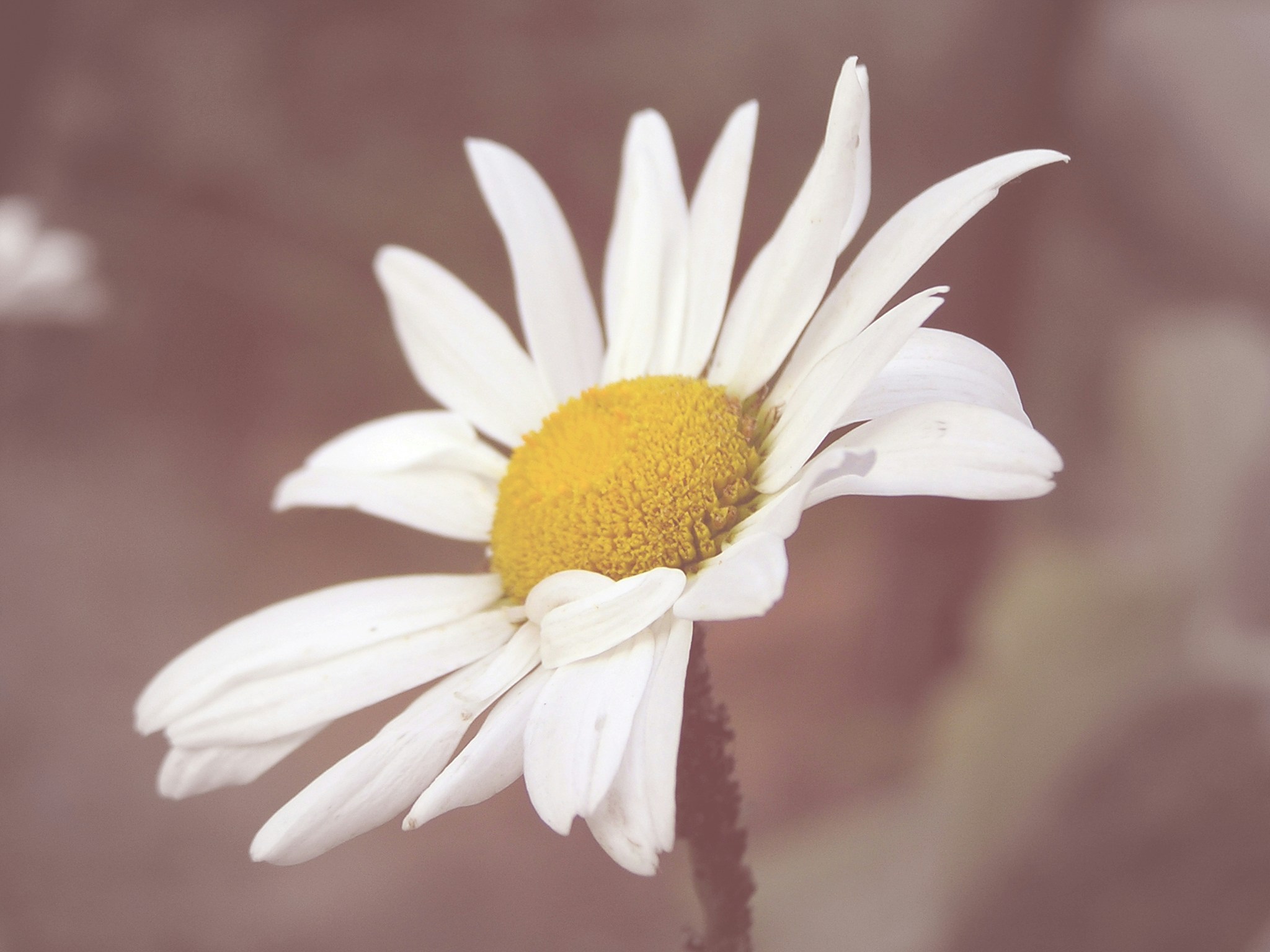 Free Unsplash photo from Andrej Naimušin