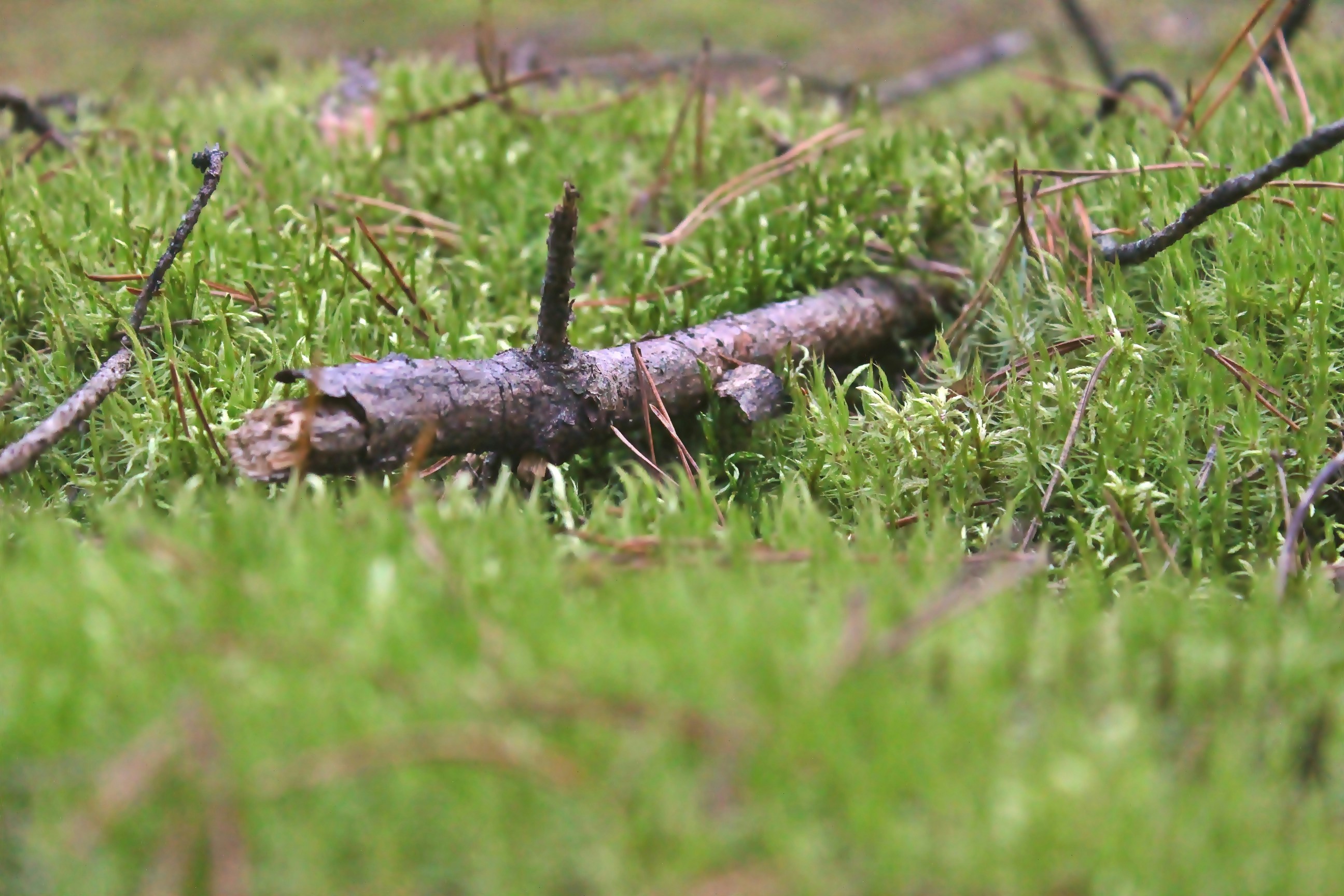 Free Unsplash photo from Andrej Naimušin