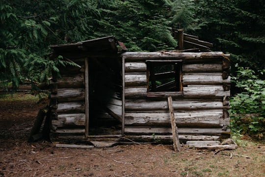 gray wooden handmade shed under green trees in Cascade Range United States