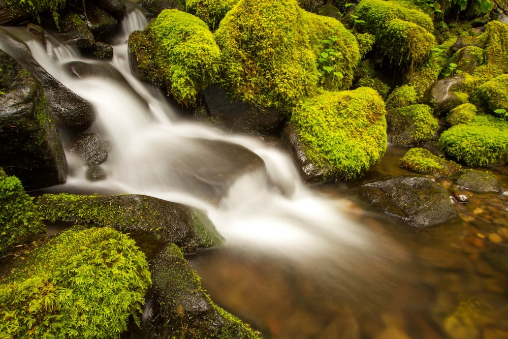 Cascadas rodeadas de árboles durante el día