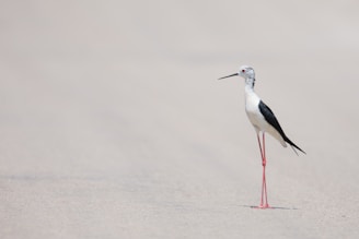 Just like a ballerina: the Black winged stilt.