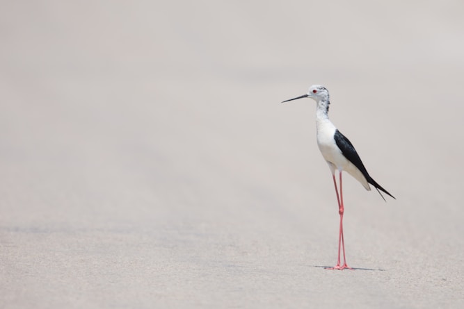 Just like a ballerina: the Black winged stilt.