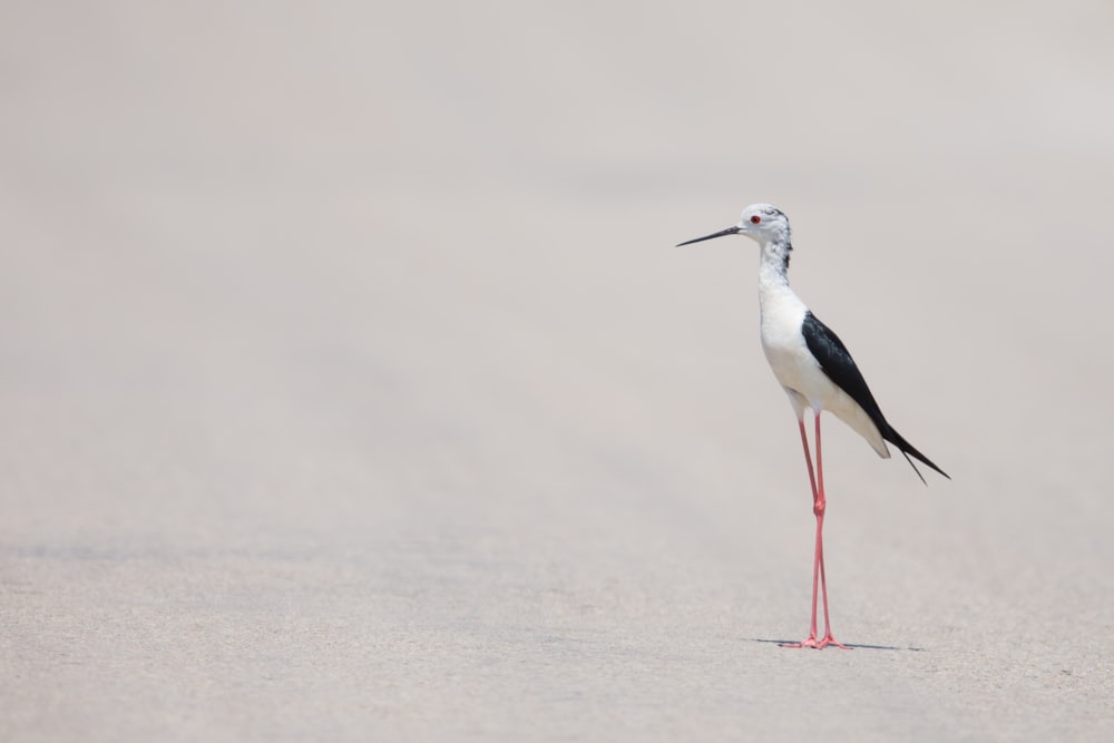 white and black bird