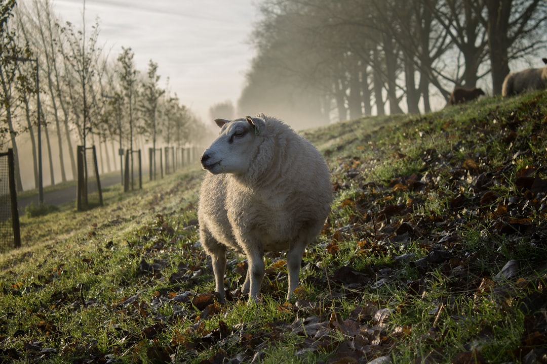 Afbeelding van Hoofddorp