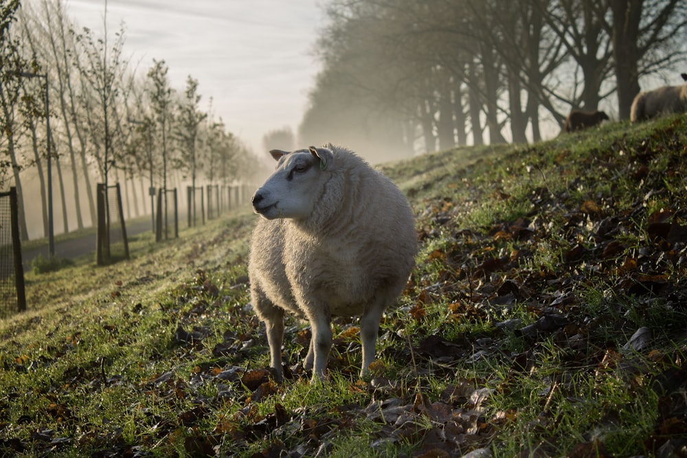 ベージュの羊