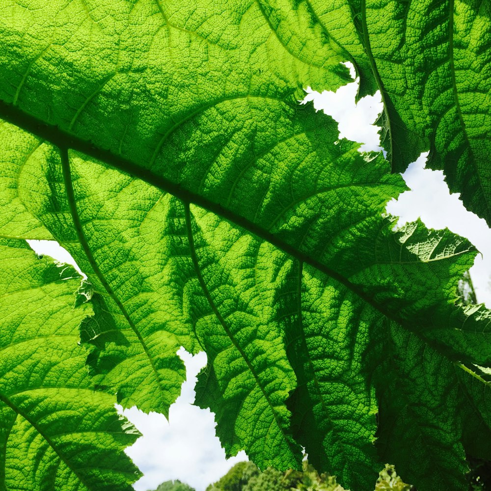 close up photography of green leaf