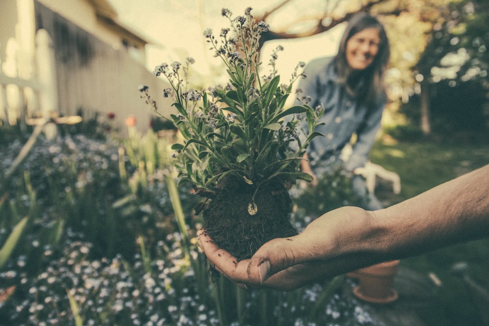 person showing green plant