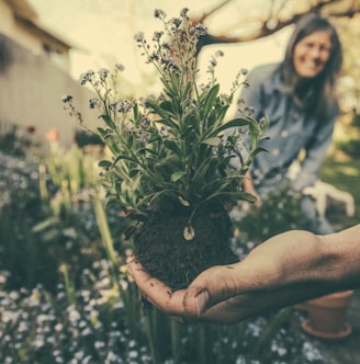 person showing green plant