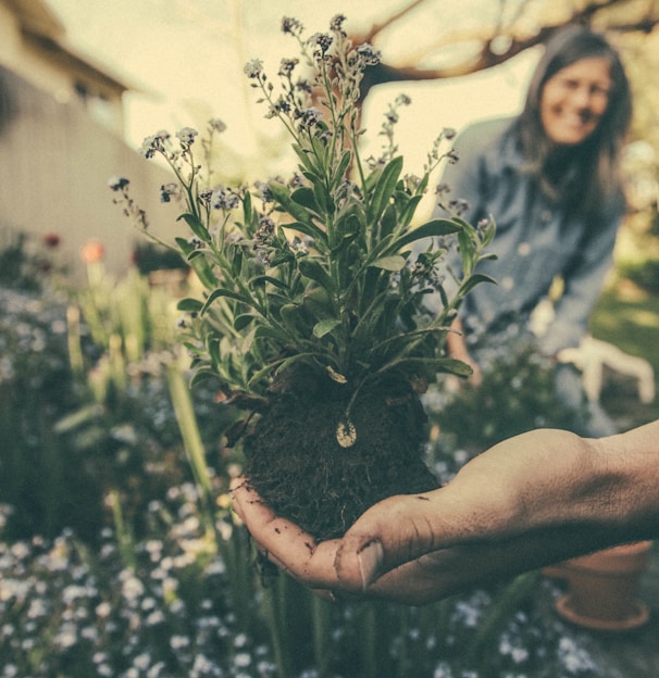 person showing green plant