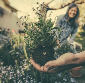 person showing green plant