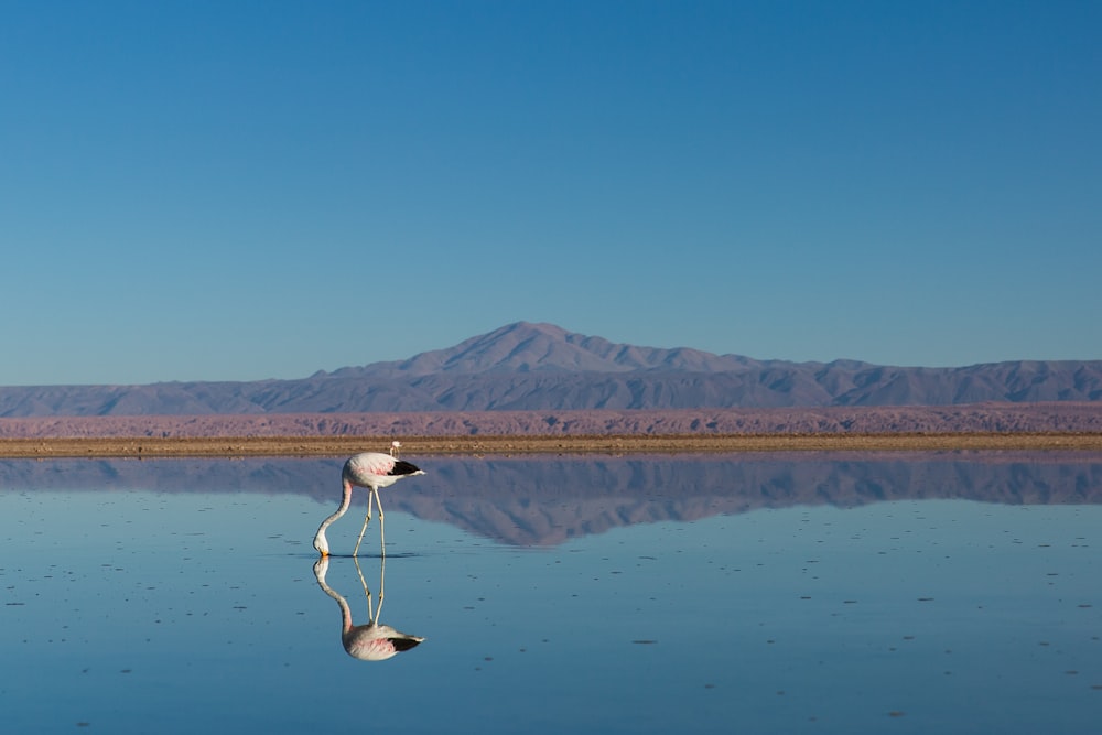 bird drinking water