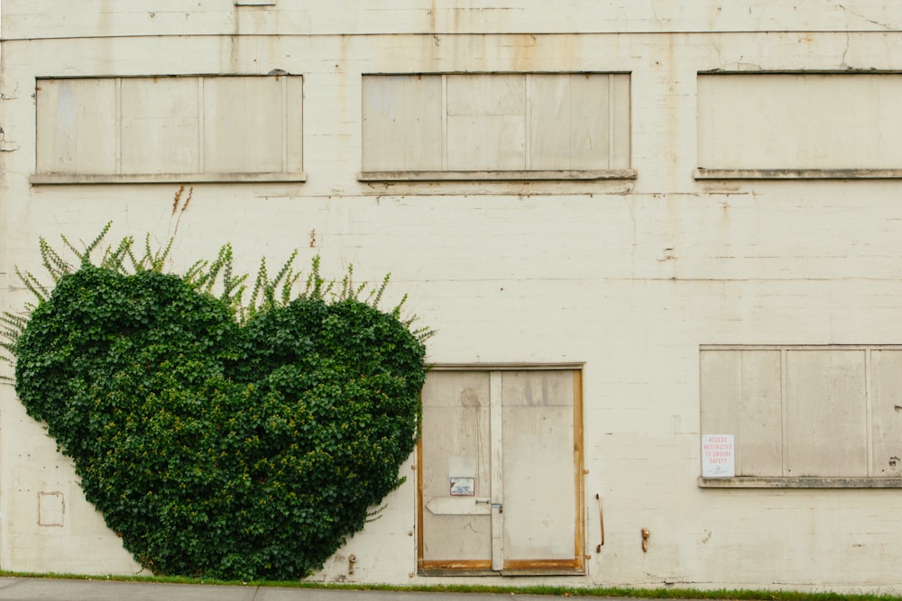 green plant beside white wall