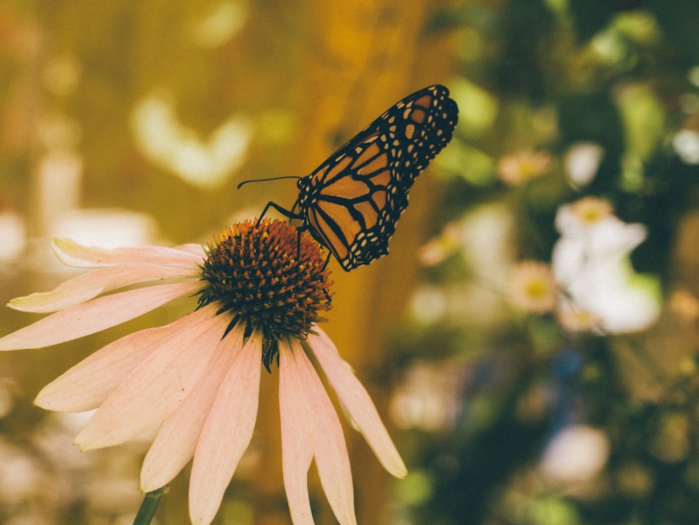 Ein schwarz-gelber Schmetterling auf einer großen Blume.