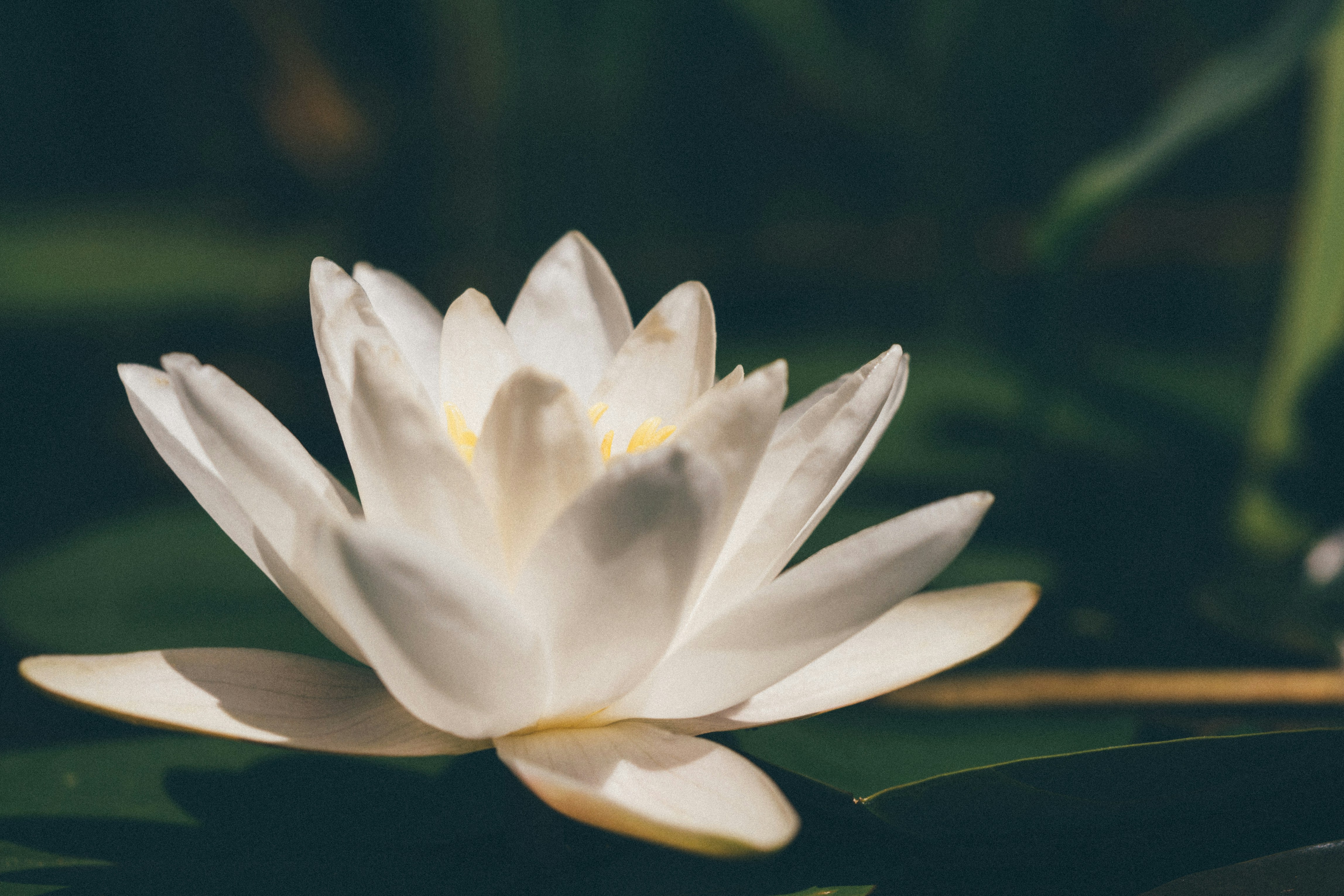 Dopaminergic Systems and the Wanting-Liking Dissociation in Emotional Experience