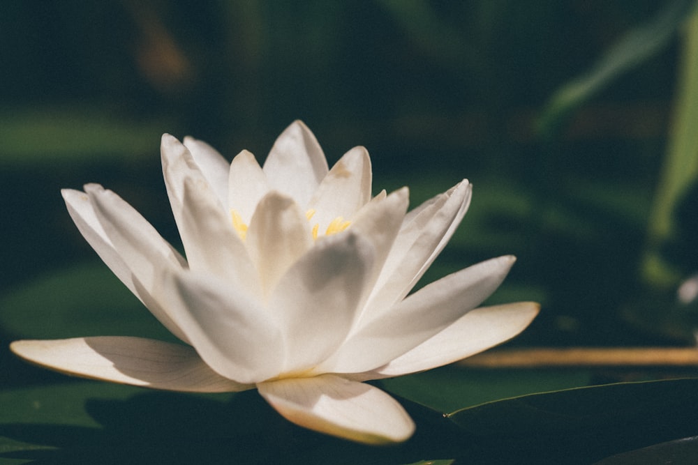 white lotus flower