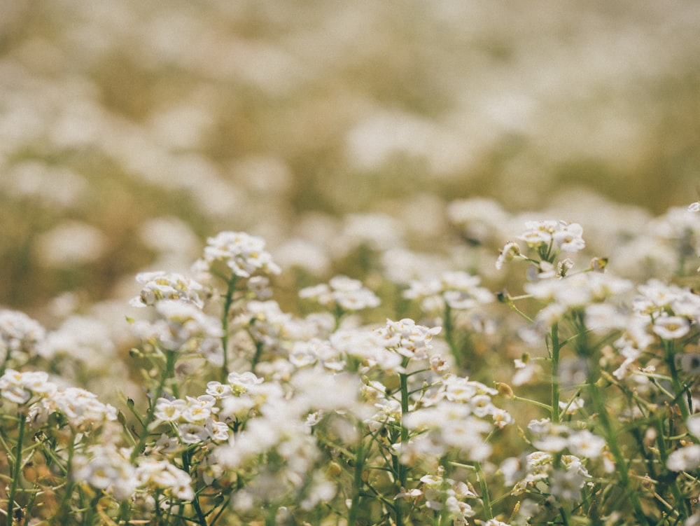 white petaled flowers