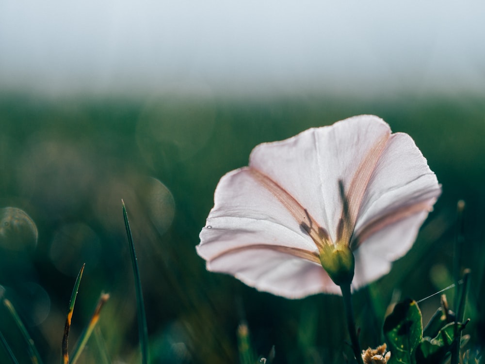 white flower