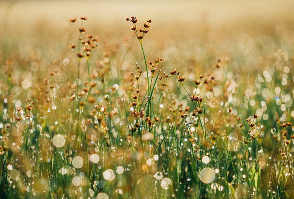 Campo de flores marrons