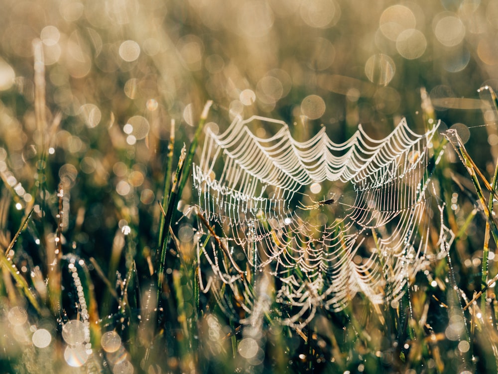 selective focus photo of spider web