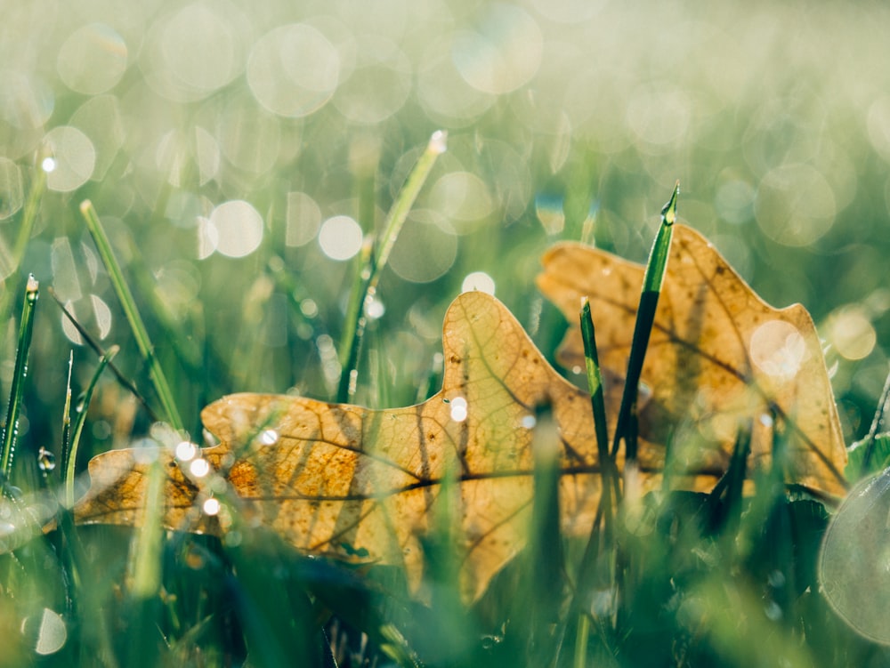 feuille brune tombée sur l’herbe verte