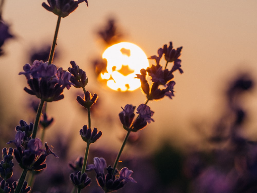 purple petaled flowers