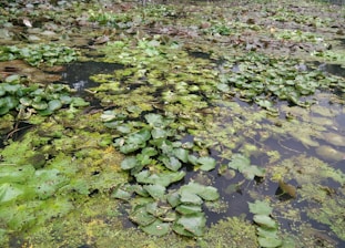 A pond is densely covered with green lily pads and aquatic plants, with patches of water visible in between. The scene appears natural and lush, with a calm water surface reflecting some areas of the surroundings.