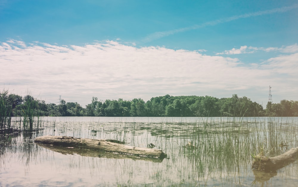 Plan d’eau près d’arbres verts