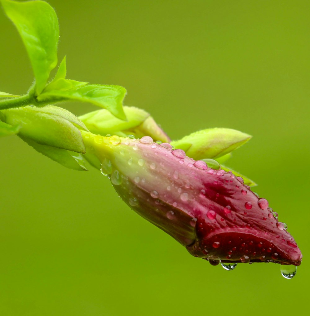 水滴に覆われたピンクの花