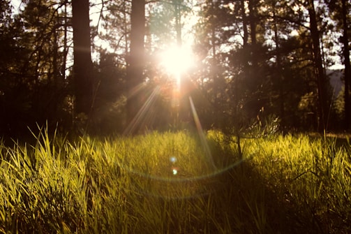 Sunlight streams through a dense forest, casting a warm glow over lush green grass. Tall trees rise towards the sky, their leaves softly illuminated by the afternoon light. Sun rays create a lens flare effect, adding a dreamlike quality to the serene and natural setting.