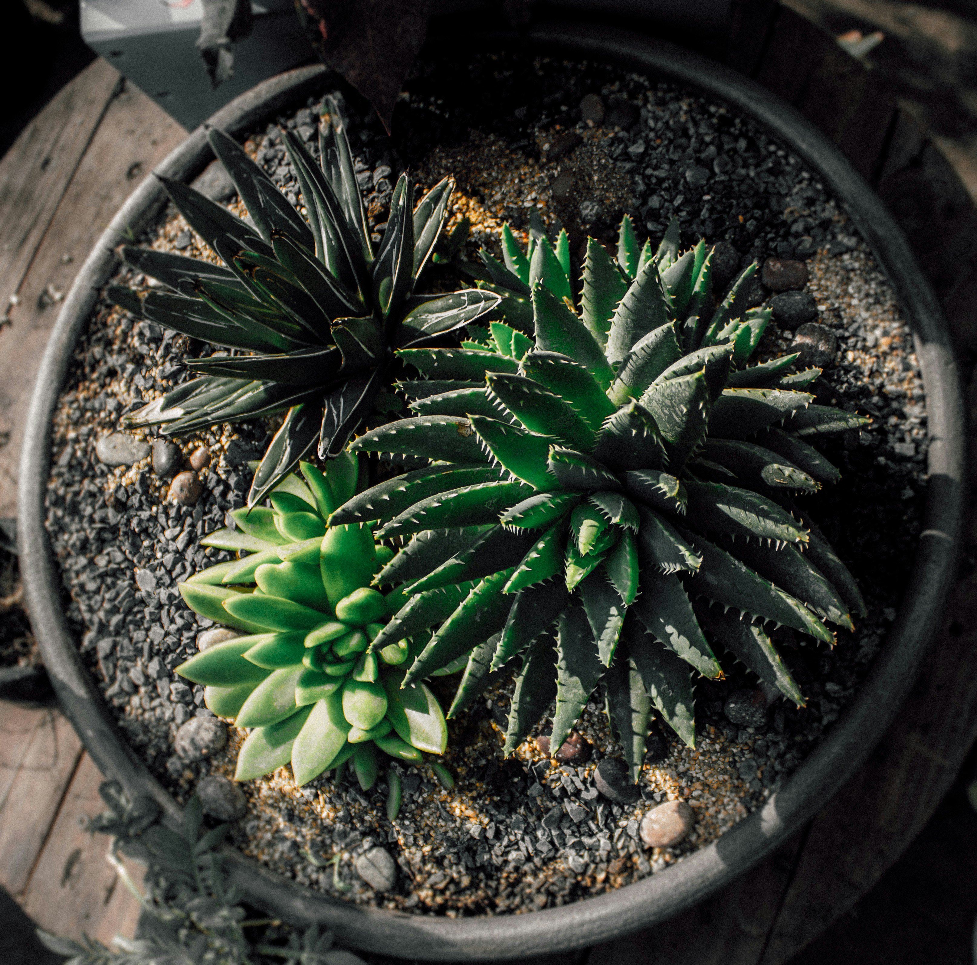 Free Unsplash photo from Javier Graterol