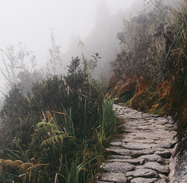 gray rock pathway between green plants