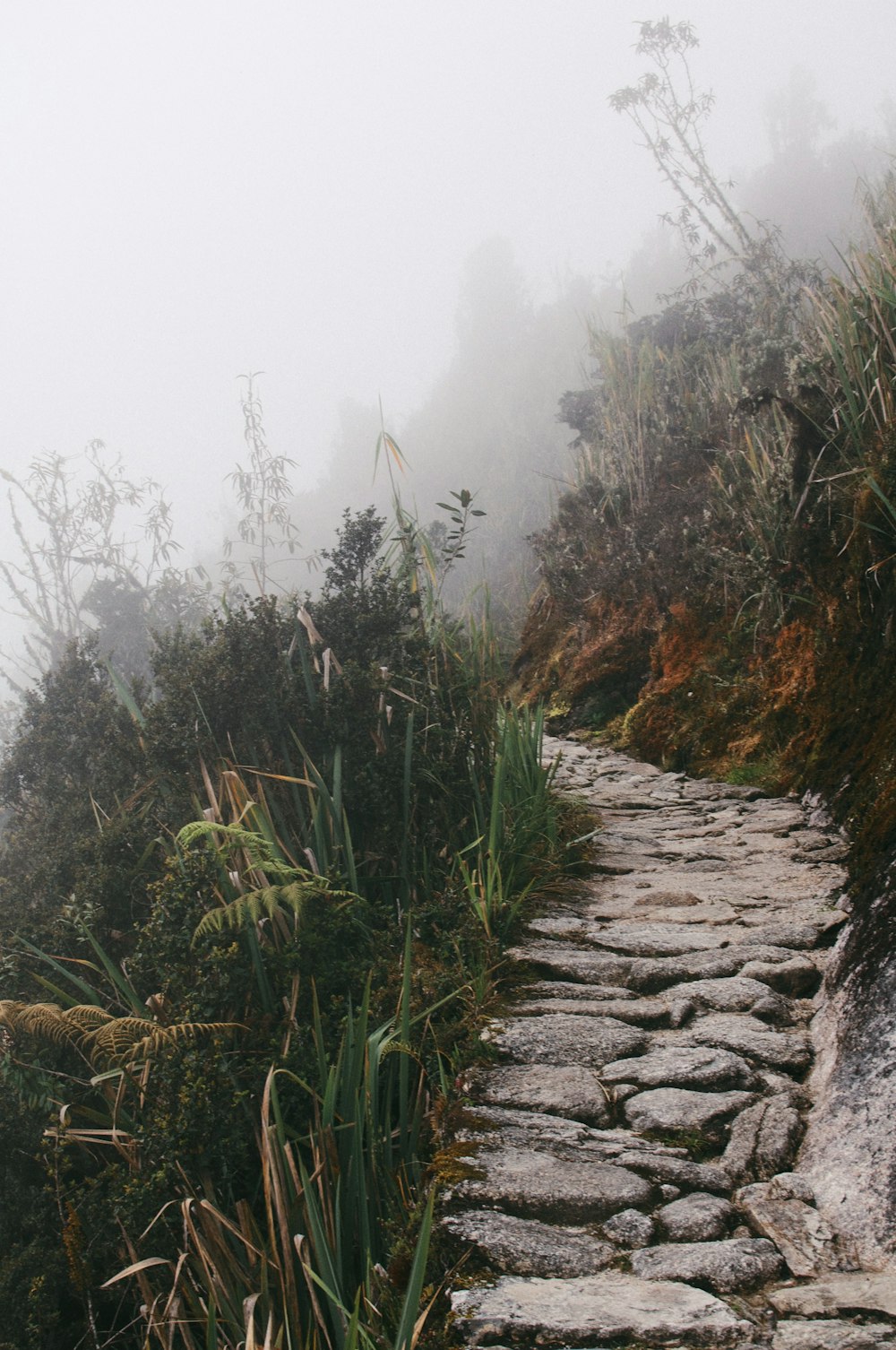 gray rock pathway between green plants