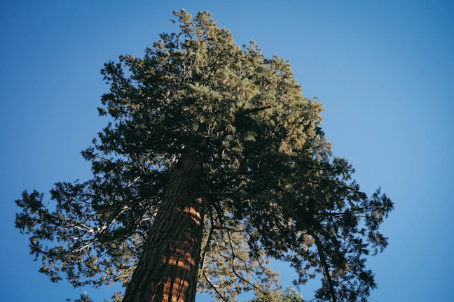 A bucket truck carefully trimming tall oak branches against a clear blue sky.