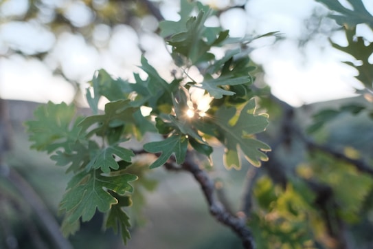 Sunlight filters through vibrant green leaves, creating a gentle glow. The background is softly blurred, emphasizing the intricate shapes and veins of each leaf.