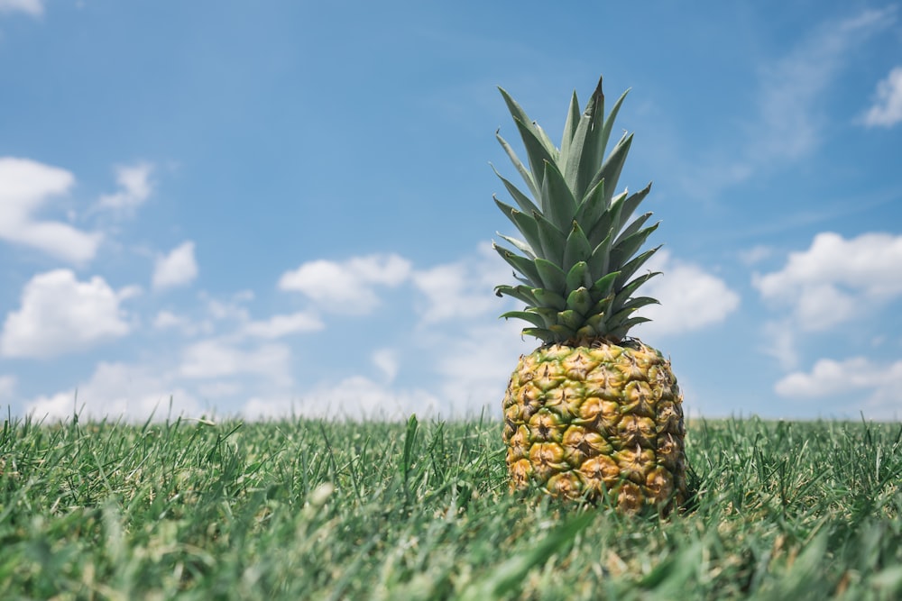 ananas su erba