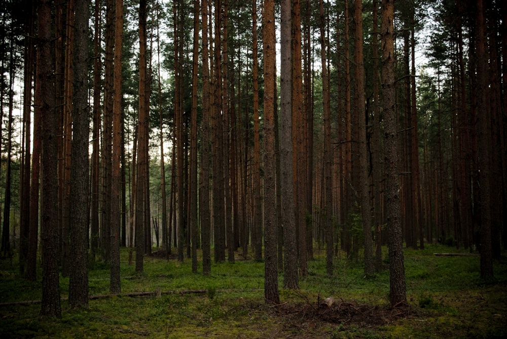 brown and green tress during daytime