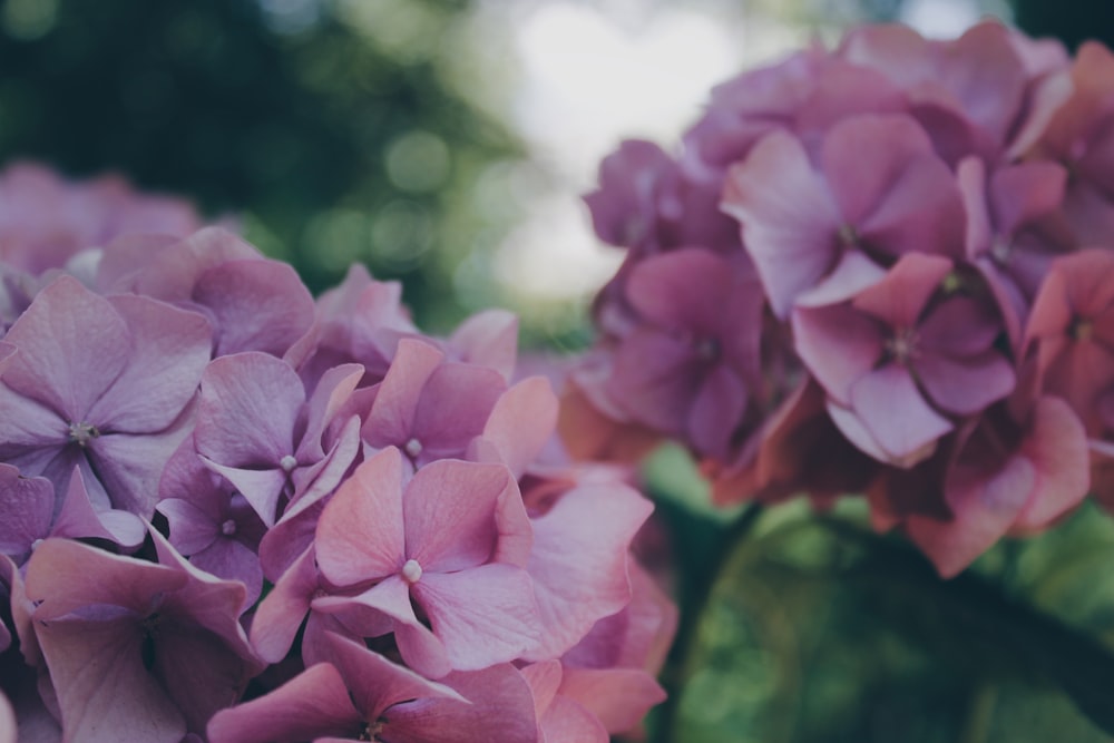 purple flower