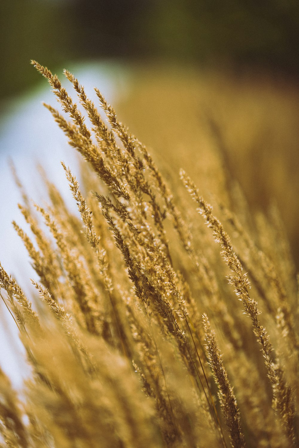 Photographie en gros plan de l’herbe brune